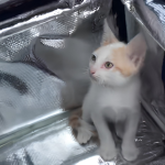 Delivery venezolano traslada a un gatito y las redes explotaron