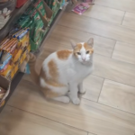 El gatito vendedor que conquistó internet