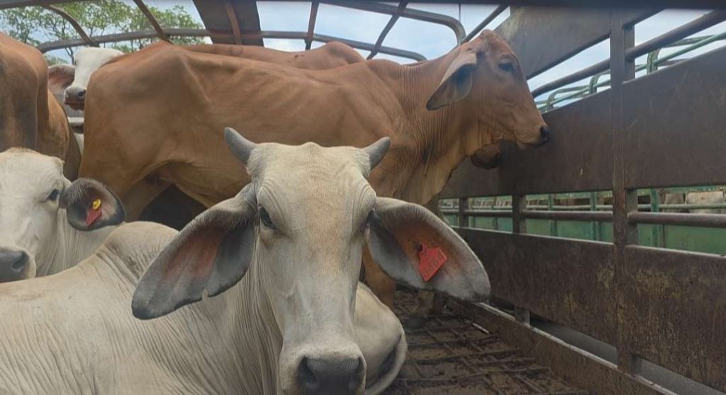 Fortalecen plan genético con 500 vientres Brahman