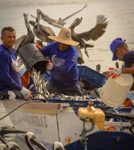 Inicia con éxito la temporada de sardina 2026