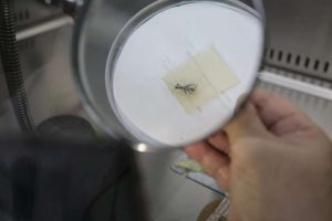 La OPS insta a intensificar la lucha contra el chagas