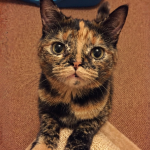 La hipoplasia cerebelosa en gatos: anomalía genética o neurológica