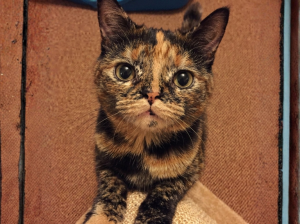 La hipoplasia cerebelosa en gatos: anomalía genética o neurológica