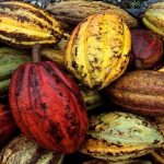 Mincyt impulsa plan científico- tecnológico para la producción de cacao