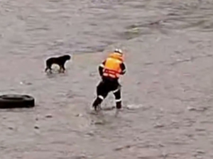 Perdió la vida por rescatar a un perro