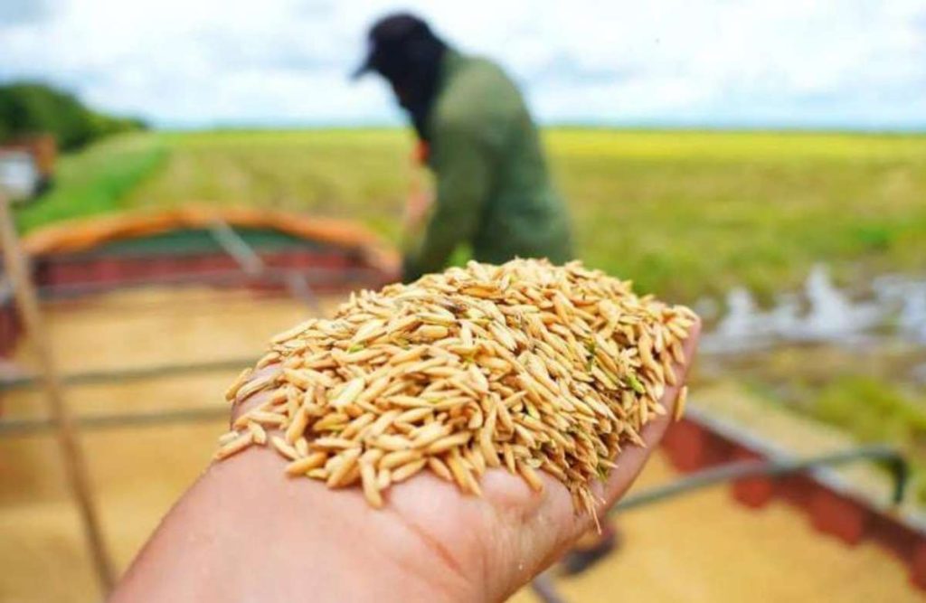 Plan Comunal de Arroz cosechará 16 millones de kilos en Guárico