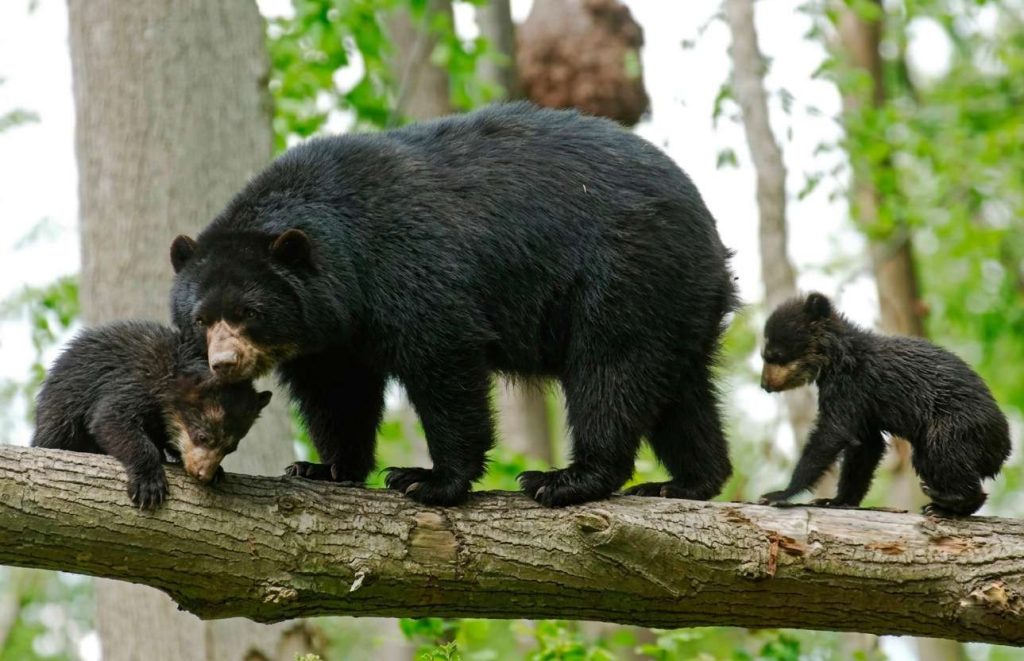 Presencia de osos en Lara revela calidad del ecosistema