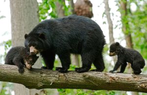 Presencia de osos en Lara revela calidad del ecosistema