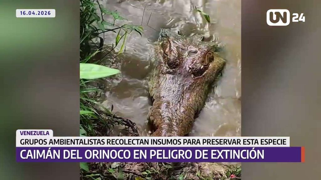 Recolectan insumos para preservar el Caimán del Orinoco