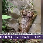 Recolectan insumos para preservar el Caimán del Orinoco