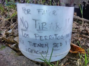 Tips para ayudar a hidratar a los peludios de la calle