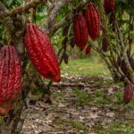 Venezuela desarrolla nanosensores para la producción de cacao