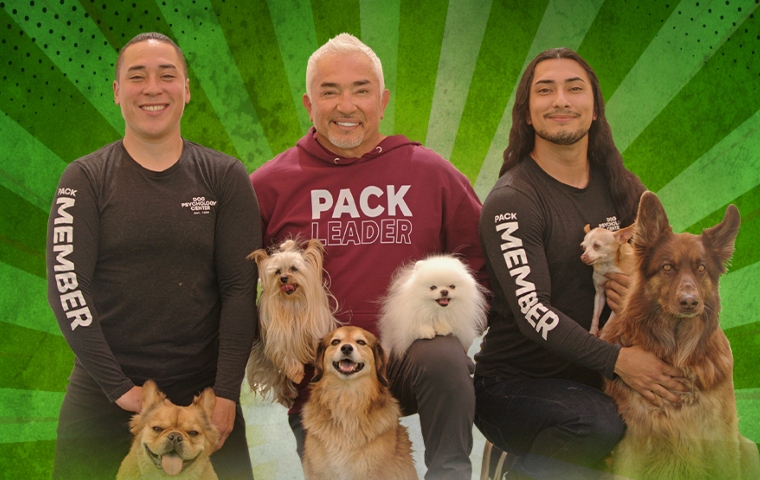 Expo Mascotas 2026 abre casting oficial para perros venezolanos que subirán al show de César Millán