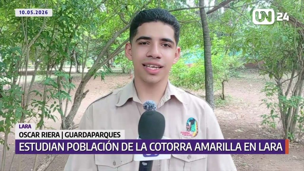 Estudian población de cotorra amarilla en Lara