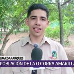 Estudian población de cotorra amarilla en Lara