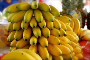 Productores de cambur abogan por más cooperación y capacitación para enfrentar al hongo R4T