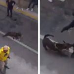 Policía mató a un perrito que defendía a su dueño durante su detención