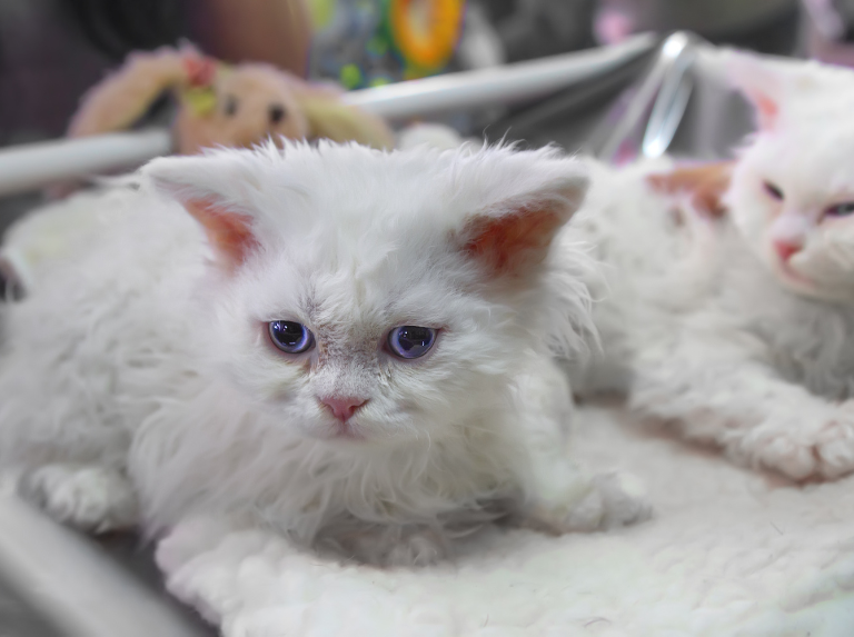 El Selkirk Rex: no, no es IA. Es un gato con el pelaje de un poodle