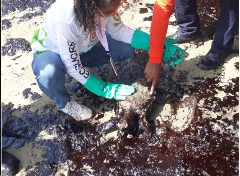 Evalúan impacto por derrame de crudo proveniente de Trinidad y Tobago