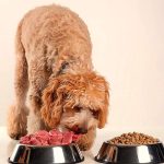 La comida casera puede brindar grandes beneficios a perros y gatos