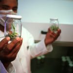 la bioseguridad vegetal empieza antes de que la comida llegue a la mesa