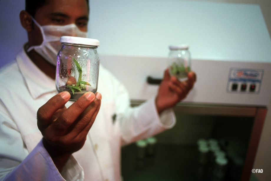 la bioseguridad vegetal empieza antes de que la comida llegue a la mesa