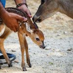 Nace una cría de venado cola blanca en el Zoológico Las Delicias