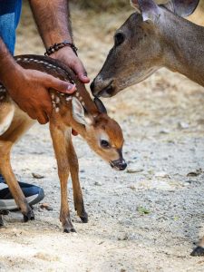 Nace una cría de venado cola blanca en el Zoológico Las Delicias