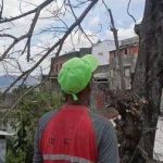 Podan árbol que ponía en riesgo a vecinos de La Pastora en Caracas