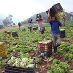 Productores avanzan hacia consolidación y proyección económica