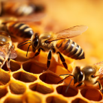 Cómo las abejas perciben la presencia de virus en sus alimentos, según un estudio