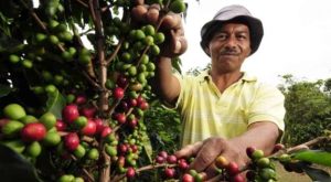 Próxima zafra de café nacional superará los cuatro millones de quintales