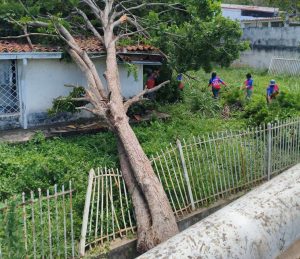 Aguacero dejó 16 árboles caídos en Naguanagua 