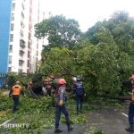 Aguaceros derribaron árboles en la capital