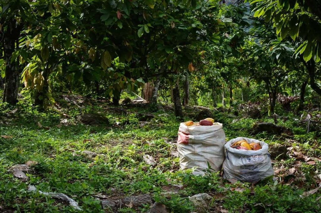 Cacao Tatuy lleva el fino aroma del cacao criollo al mundo