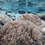Venezuela y FAO activan plan para frenar avance de coral invasor que afecta al mar Caribe