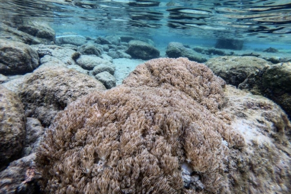 Venezuela y FAO activan plan para frenar avance de coral invasor que afecta al mar Caribe
