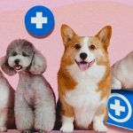 Ligia Carolina Gorriño Castellar | ¡Protección crucial! Seguros de mascotas: ¿La nueva revolución del mercado?
