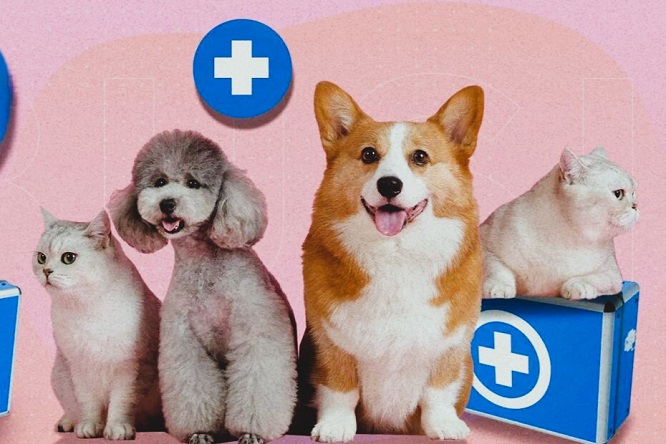 Ligia Carolina Gorriño Castellar - ¡Protección crucial! Seguros de mascotas; La nueva revolución del mercado - FOTO