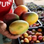 En Monagas impulsan la producción de mangos