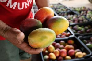 En Monagas impulsan la producción de mangos