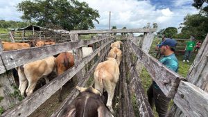 Guayana Esequiba vacunará a 10.000 semovientes contra la fiebre aftosa