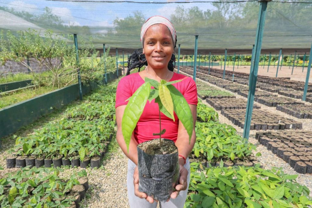 Impulsan el cacao venezolano del futuro