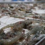 Insopesca activa reordenamiento de la zafra de camarón en cuatro estados