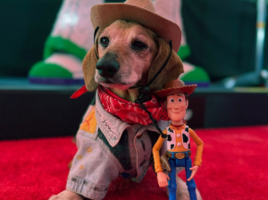 Lucas, el perrito de 16 años que se robó el show en la premier de Toy Story 5