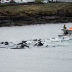 Más de 125 ballenas piloto mueren en las Islas Feroe en la primera caza del año