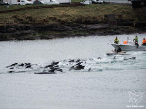 Más de 125 ballenas piloto mueren en las Islas Feroe en la primera caza del año