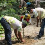 Ocumare de la Costa liderará jornada por los 20 años de Misión Árbol