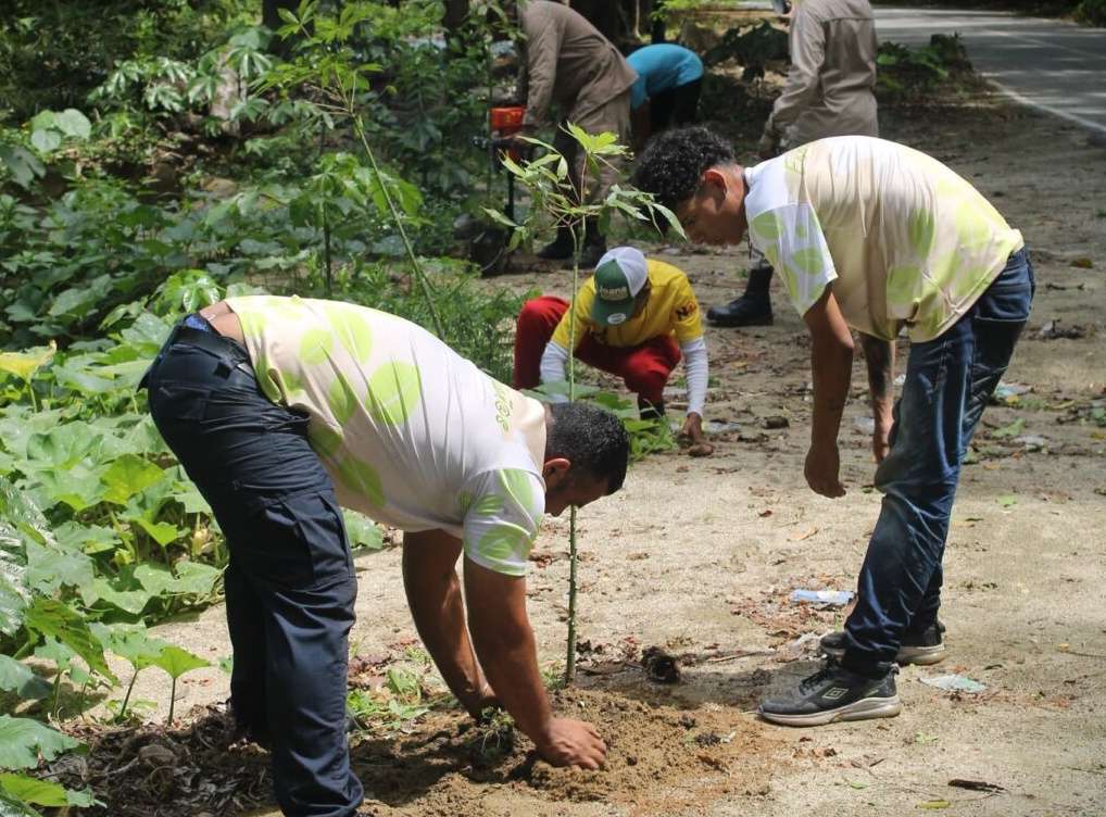 Ocumare de la Costa liderará jornada por los 20 años de Misión Árbol