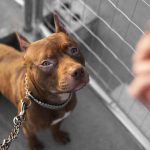 Pitbull: cuando el perro muerde la mano que le da de comer